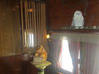 Hedwig and Crookshanks