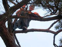 What is with this guy and trees?