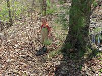 Wending through the woods