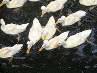 White crested ducks in Camden