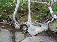 Trees growing right out of the rocks