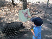 Not Hand Feeding the Pig