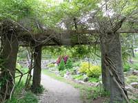 Grape Arbor