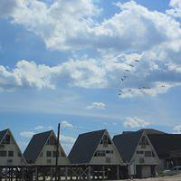 Geese and Beach Cottages