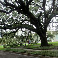 Outside the Menil Museum