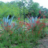 Succulents and Delicate Flowers