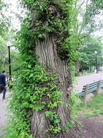 Leafing Out All Over