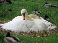 Nesting Swans