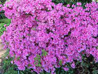 Azaleas