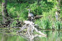 Heron