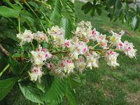 Horse Chestnut Blossom