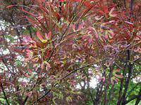 Japanese Maple Helicopters 2
