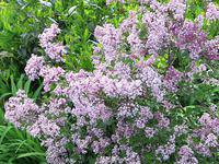Lilacs