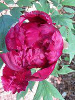 Peony 1