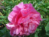 Peony 2