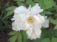 Peony 3