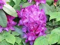 Rhodedendron