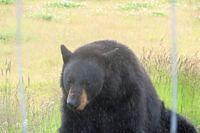 Black Bear