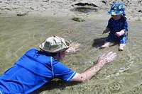 Here Comes the Daddy Shark