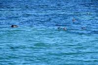 Male Watching Over His Family