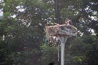 Osprey Nest