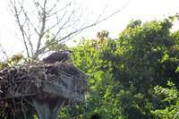 Osprey at Home