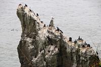 Common Mures and Sea Gulls Everywhere