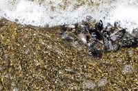 Mussels, Pebbles and Surf