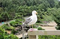 Our Dining Room Guard