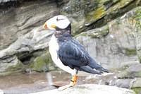 Puffin