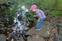 Following His Leaf Boat