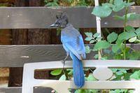 Steller's Jay