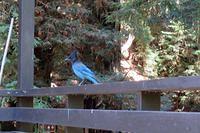 Steller's Jay 2