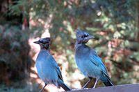 Hoping For Falling Food