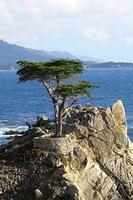 The Lone Cypress