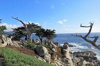 Ghost Trees at Pescadero Point