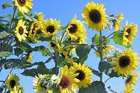 Sunflowers