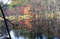 Pond Reflections