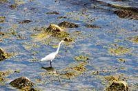 Crane Amidst the Seaweed