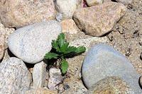 Hope Springs Eternal