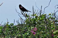 Red Winged Blackbird