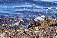 Seagull Chicks