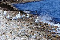 Seagulls and Surf