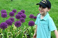 Allium Thomas