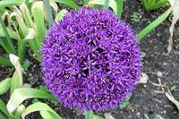 Allium
