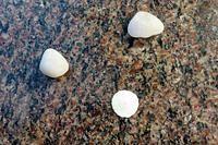 God Rocks and a Tiny Sand Dollar