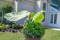 Gigantic Leaves
