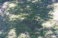 Undulating Shadow Bands