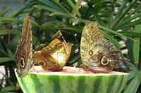 Common Morphos Enjoying Watermelon