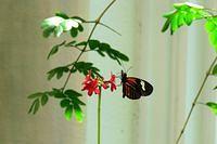 Loved the Butterflies